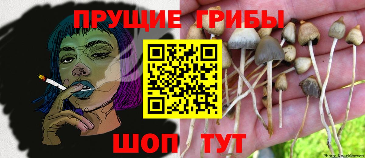 Заволжье  Галлюциногенные грибы MAGIC MUSHROOMS  Вход с VPN 